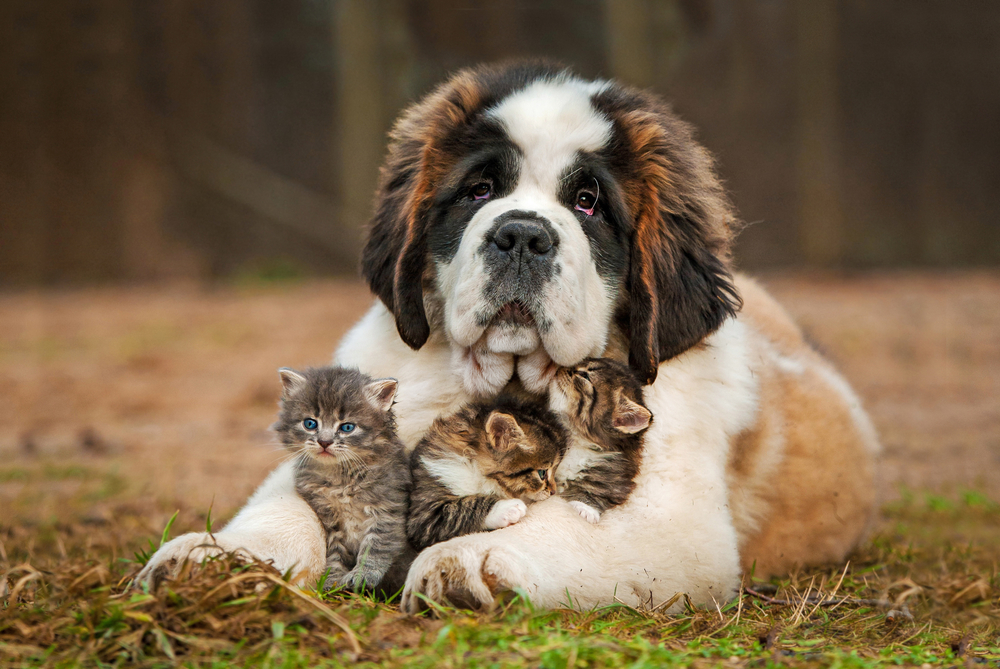 Dog with kittens posing for a picture