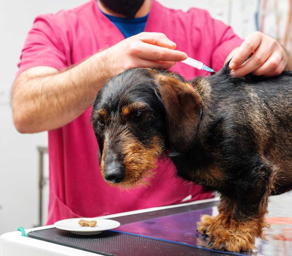 Dog Vaccinations in Lockport, IL