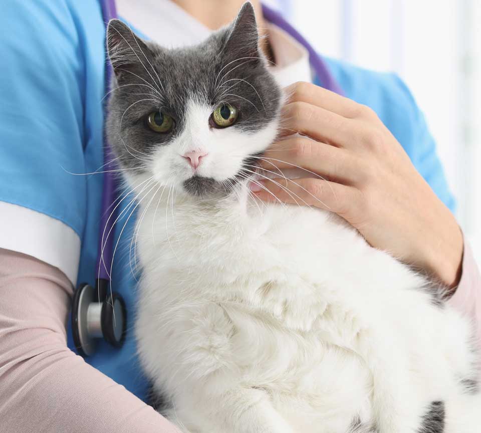 Cat in a veterinary in Lockport, IL